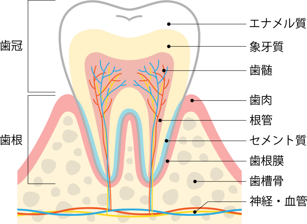 根管治療は歯の根や神経を治療すること